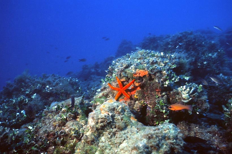 17 pifferaio.jpg - La discesa si fa più ripida, le alghe sono sempre presenti, si incontrano anche echinodermi come stelle di mare (Echinaster sepositus)...